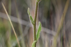 Senecio formosoides