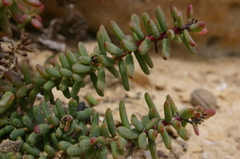 Suaeda fruticosa