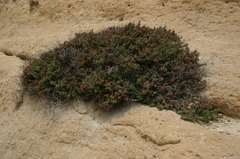 Suaeda fruticosa