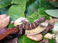 Cyrtodactylus consobrinus