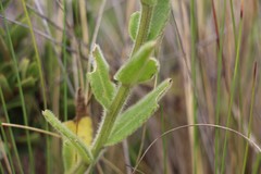 Senecio formosoides
