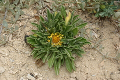 Pallenis maritima maritima