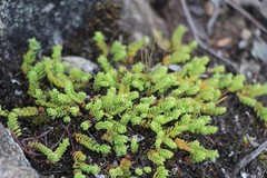 Euphorbia orbiculata