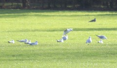 Chroicocephalus ridibundus