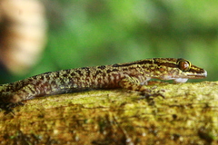 Cyrtodactylus ingeri