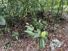 Justicia croceochlamys