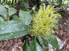 Justicia croceochlamys