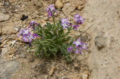 Matthiola tricuspidata