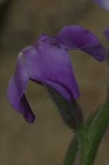 Matthiola tricuspidata