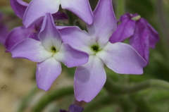 Matthiola tricuspidata