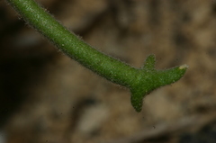 Matthiola tricuspidata