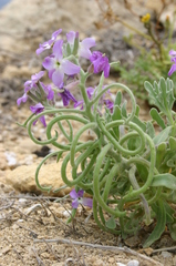 Matthiola tricuspidata