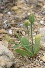 Hypochaeris achyrophorus