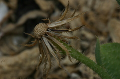 Hypochaeris achyrophorus