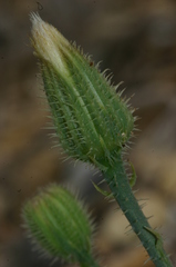 Hypochaeris achyrophorus
