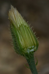 Hypochaeris achyrophorus