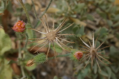 Hypochaeris achyrophorus
