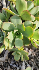 Aeonium lancerottense image