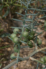 Asparagus horridus image