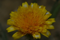 Hypochaeris achyrophorus