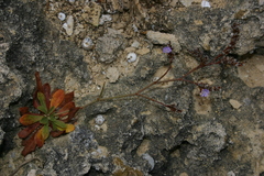 Limonium pyramidatum