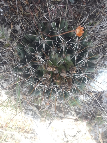 Coryphantha georgii