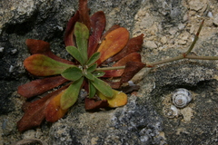 Limonium pyramidatum