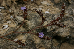 Limonium pyramidatum