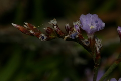 Limonium pyramidatum