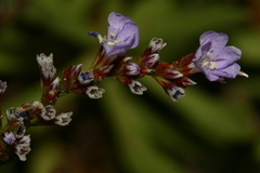 Limonium pyramidatum
