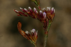 Limonium pyramidatum