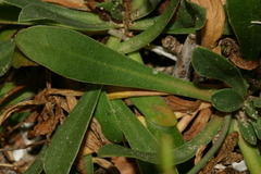Limonium pyramidatum