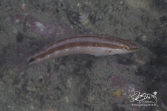 Suezichthys gracilis