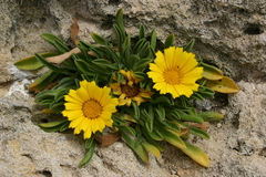 Pallenis maritima maritima