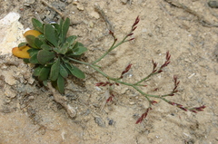 Limonium pyramidatum