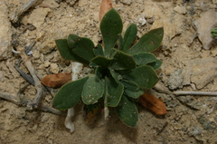 Limonium pyramidatum
