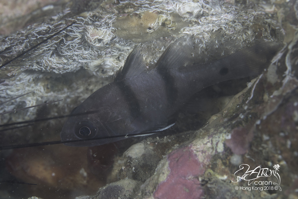 Doublebar Cardinalfish