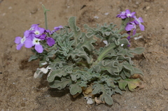 Matthiola tricuspidata