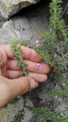 Indigofera alopecuroides