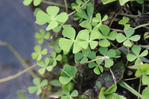 Image of Marsilea crenata by no rights reserved