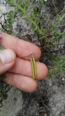 Indigofera alopecuroides