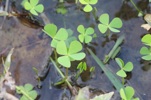 Image of Marsilea crenata by no rights reserved