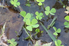 Marsilea crenata