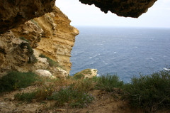 Matthiola tricuspidata