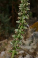 Umbilicus horizontalis