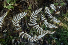 Aleuritopteris farinosa