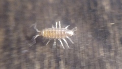 Halophiloscia couchii