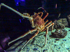 Macrocheira kaempferi