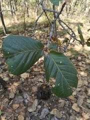 Quercus jonesii