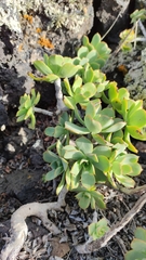 Aeonium lancerottense image